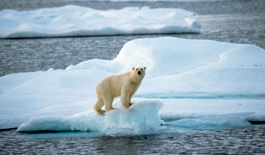 BLOG-1024x600-Polar-Bear-on-Shrinking-Ice-Sven-Erik-Arndt-Universal-Images-Group-Newscom-uigphotos235623.jpguigphotos235623